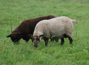 Salt and Pepper pair of Shetlands