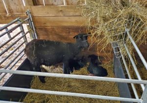 Shetland Ewe with newborn twins
