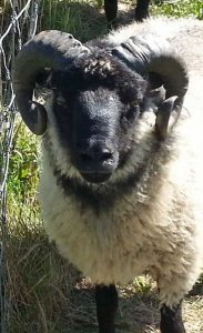 Shetland Ram from original Canadian rescue flock