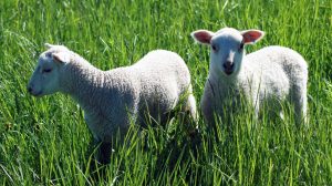 White Shetland cross Cheviot lambs