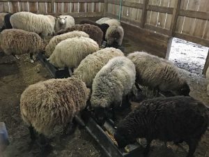 Pregnant Shetland Ewes enjoy corn ration in the barn