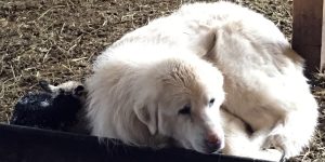 Maremma guardian dog Bonnie looking after newborn lamb while its sibling is being born
