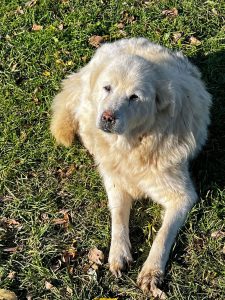 Maremma sheep guardian dog Bonnie