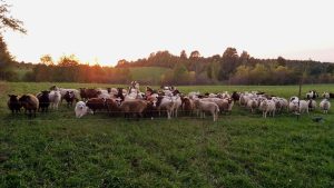 Guardian dog Bonnie gathering her flock at dusk