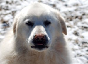 Bonnie9