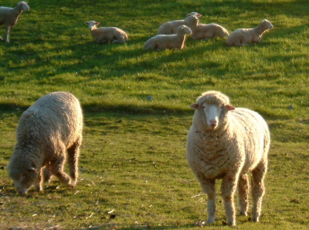 Two Columbia wethers in foreground