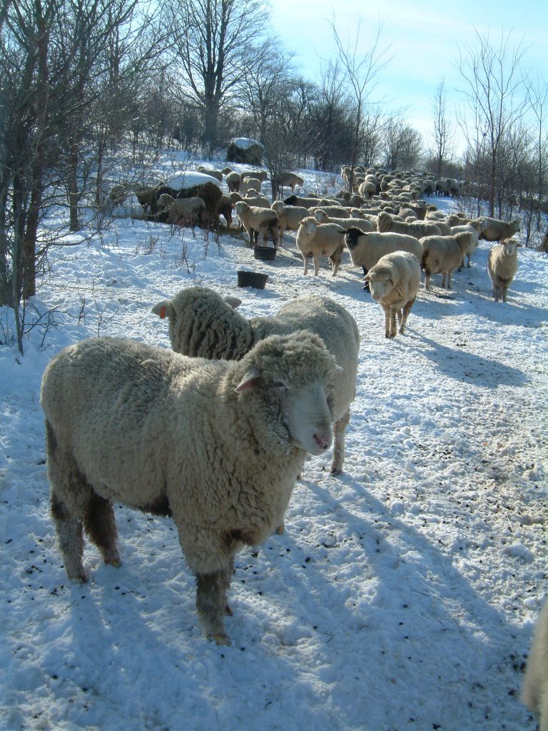 Flock wintering on the back knoll