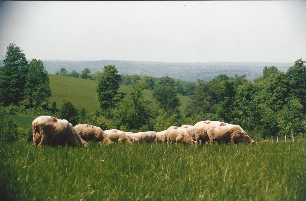 Columbia flock grazing on hilly pasture