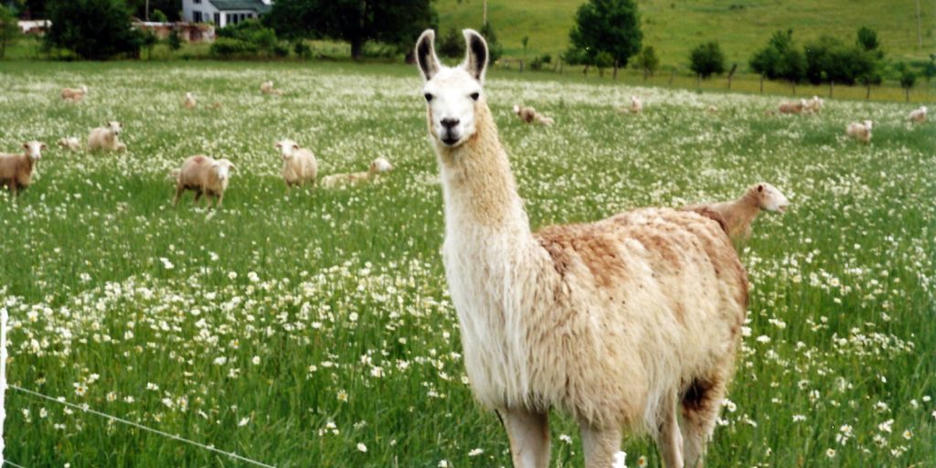 Harry, the farm's first guardian llama