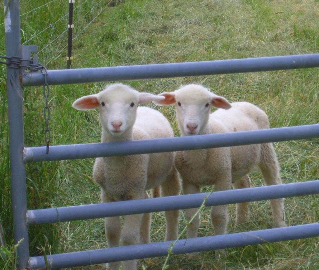 Cutest twin lambs saying hello