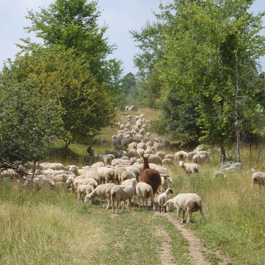 Guardian llama Norman moving with flock to new pasture