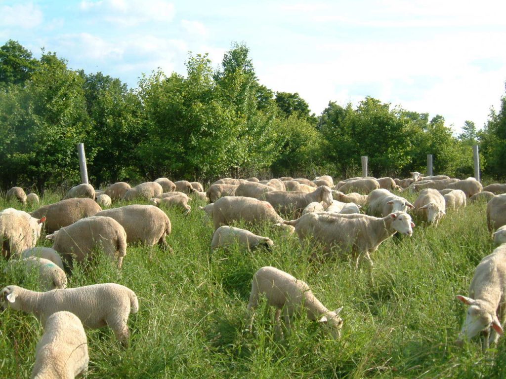 Flock cleaning up some overgrowth on the hill where I keep a picnic table