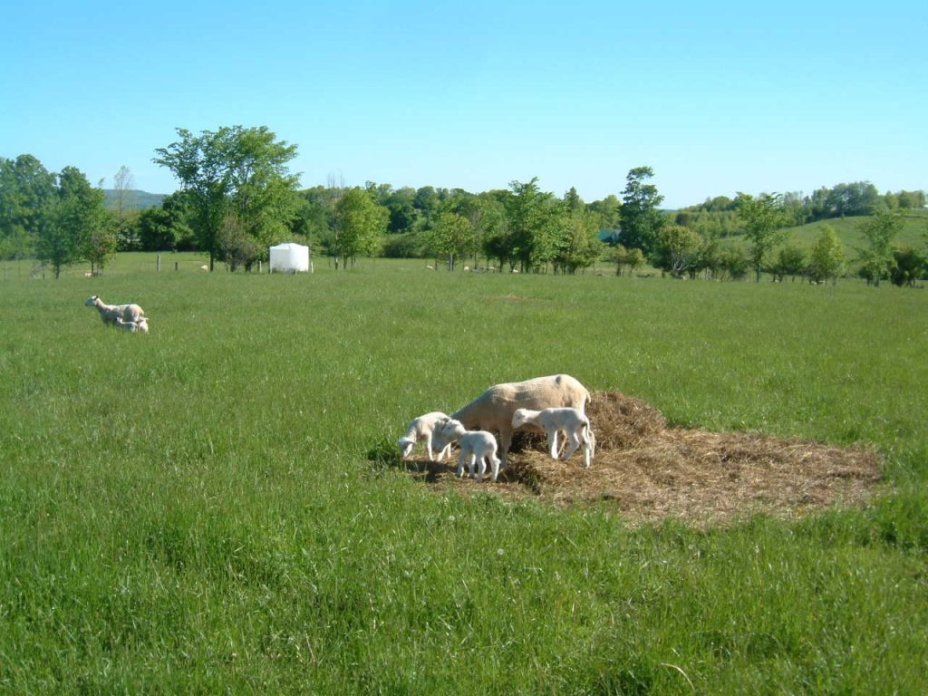 Columbia ewe with her triplets born on pasture