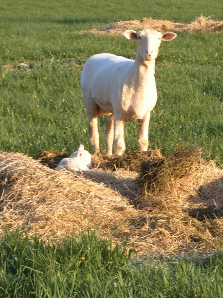 Columbia ewe lambing on round bale residue