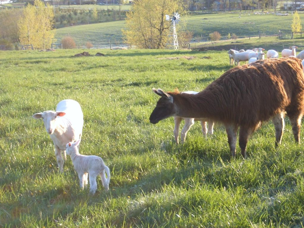 Guardian llama Norman protecting his flock