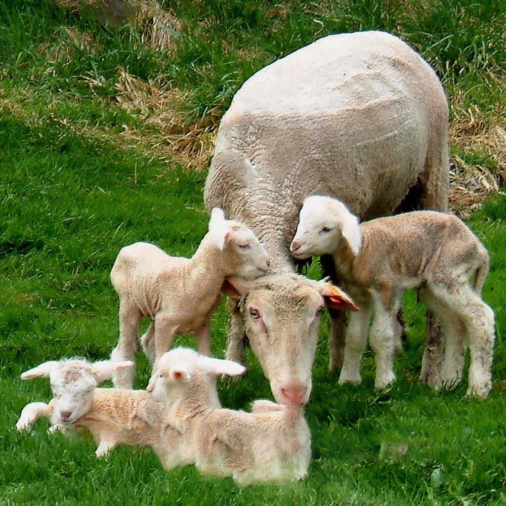Columbia ewe with quadruplets
