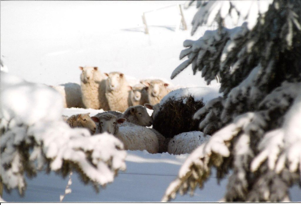 Columbia sheep wintering on pasture