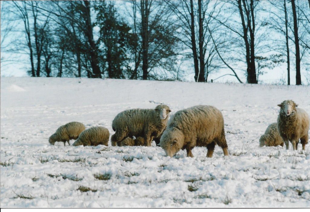 Columbia sheep winter grazing