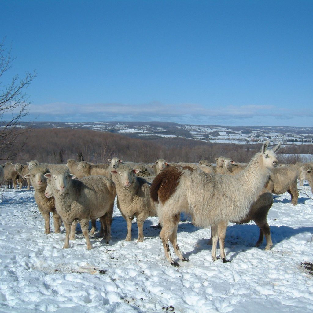 Llama guarding flock on hill in winter.
